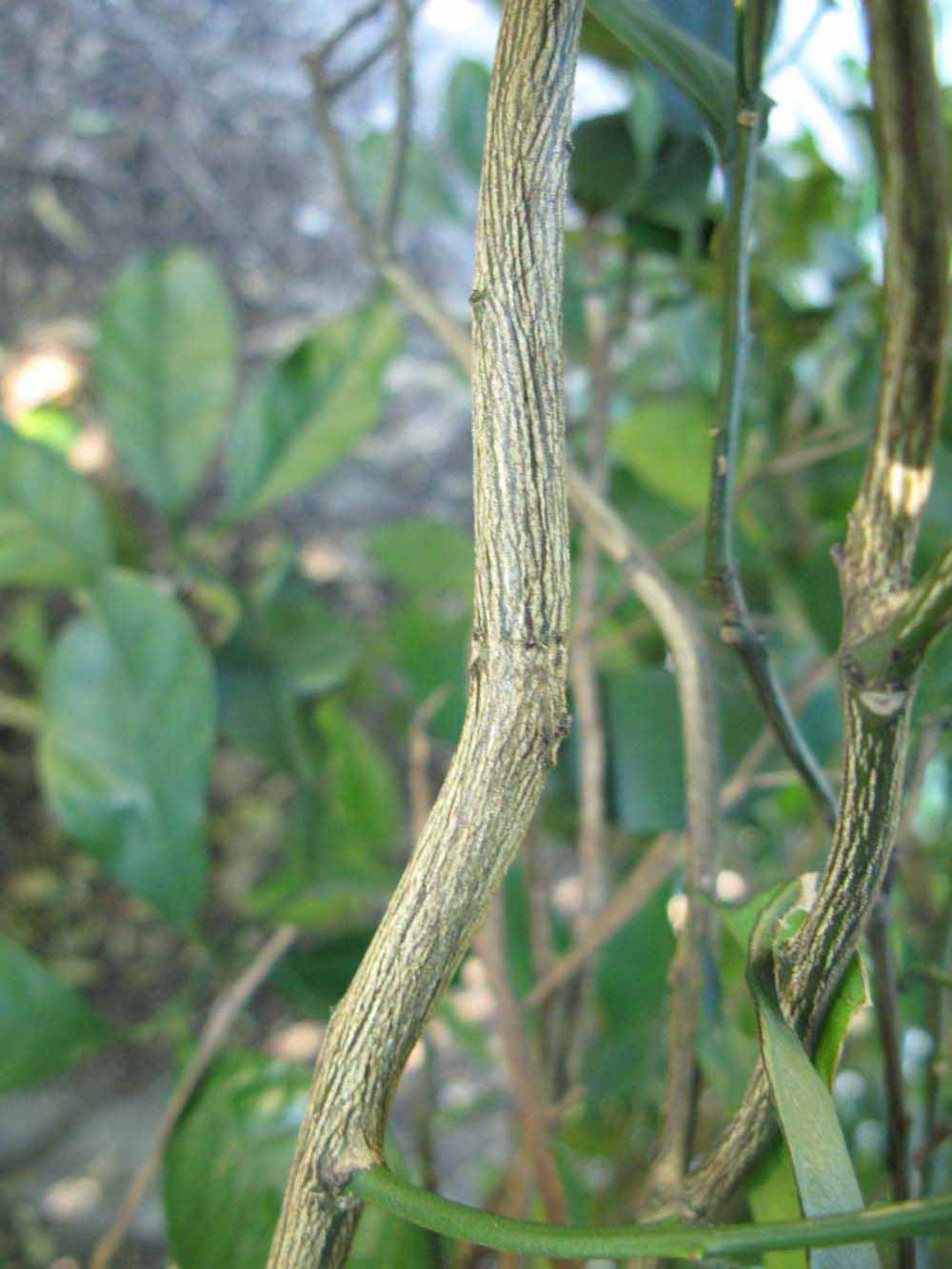              Second - third year twig (Winter Haven, FL)       